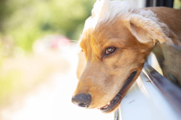 istock Dog is watching outside from car. 1164006402