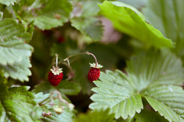 istock Two fresh wild strawberries macro closeup 1164006434
