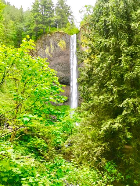 istock Oregon waterfall and forest over a rock 1164008831