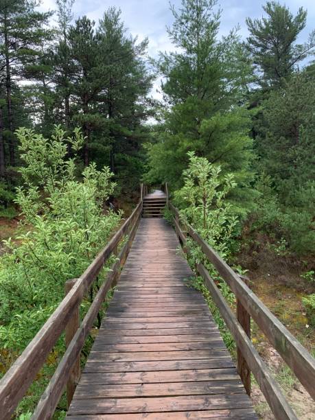 istock Wooden trail in the forest 1164010863