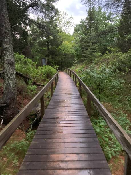 istock Wooden trail in the forest 1164010878