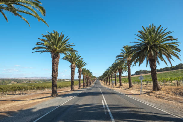 Looking along palm-tree lined Seppeltsfield Road through the vineyards of the Barossa Valley wine region in South Australia