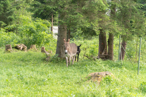 zdjęcie dwóch osłów bawiących się ze sobą na farmie - mule deer zdjęcia i obrazy z banku zdjęć