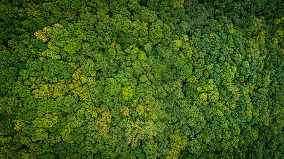 Bosque, copas de los árboles - vista aérea photo