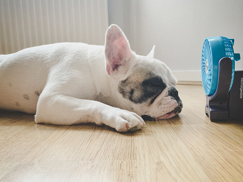 Bulldog francés durmiendo junto a un mini ventilador eléctrico photo