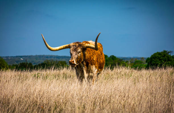 istock Texas Longhorns Cattle Prize Winning Horns 1164013680