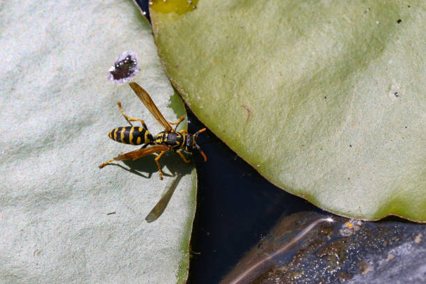 istock Wasp drinks water in the pond 1164013706