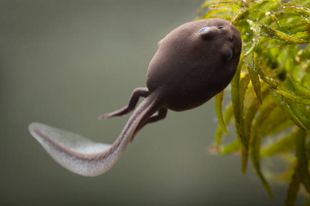 Toad tadpole with hind legs Toad tadpole showing the second stage of development where it has grown the rear legs.  It will next grow the fore legs before slowly losing its tail and changing its overall appearance to look more like the recognisable toad. anura stock pictures, royalty-free photos & images