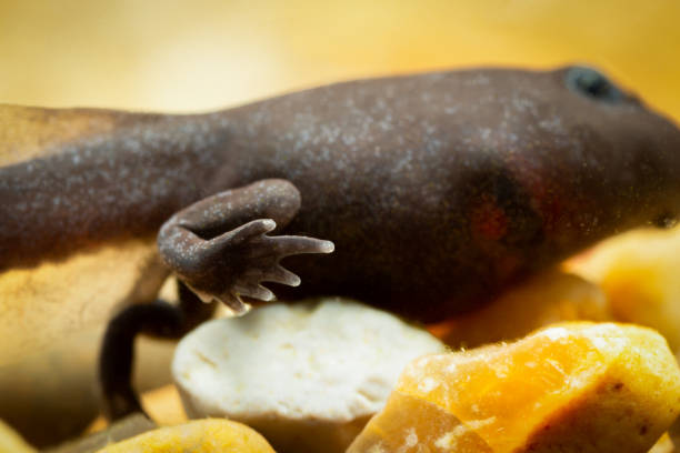istock Toad tadpole with hind legs focus on the foot 1164014756