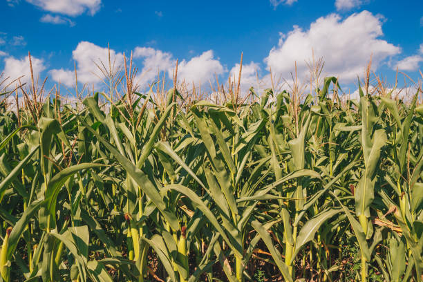 istock Corn field in sunny day and blue sky 1164014916