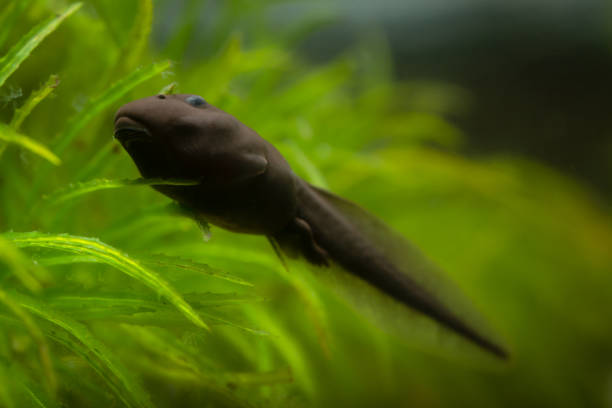 toad tadpole met achterpoten - kikkervisje stockfoto's en -beelden