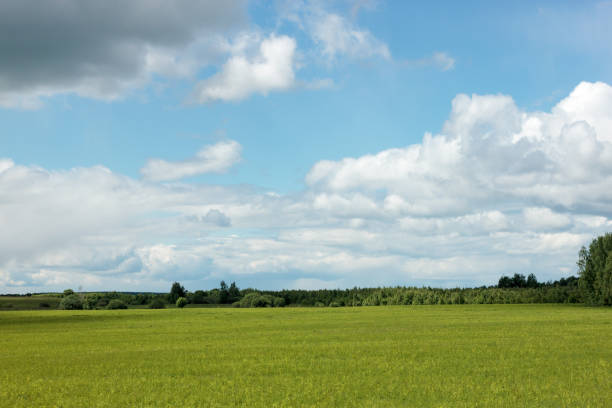 istock Sunflower field and blue sky. Summer 1164014982