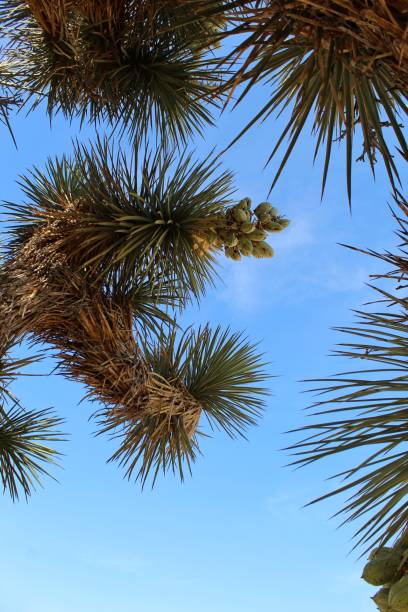 istock SERENITY IN THE SPIKES - JOSHUA TREE NP - 061619 D 1164015815