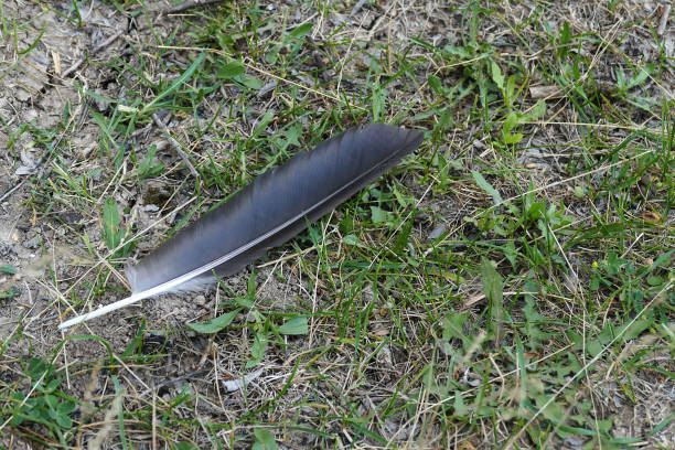 istock fallen in the green field bird wings, bird feather, 1164017650