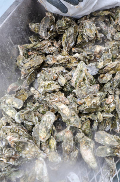 istock Outdoor Winter Oyster Roast 1164018178