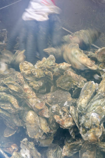 istock Outdoor Winter Oyster Roast 1164018228