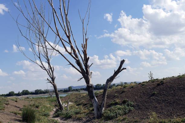 istock dry wood and drought, global warming and desertification, one dry tree in arid area, 1164018258