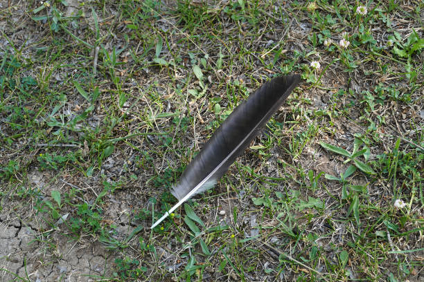 istock fallen in the green field bird wings, bird feather, 1164018327