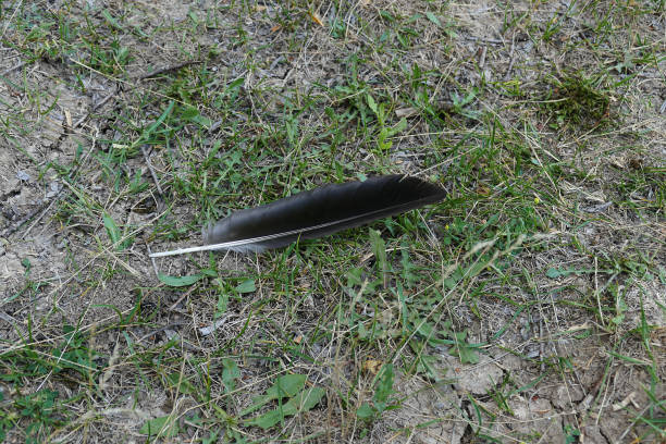 istock fallen in the green field bird wings, bird feather, 1164018382