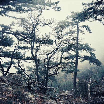 Misty dark naked trees in fog, mountain slope
