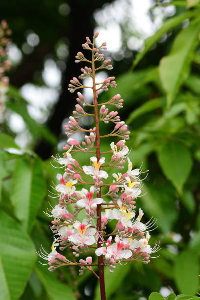 istock Horse chestnut bolssom 1164020364