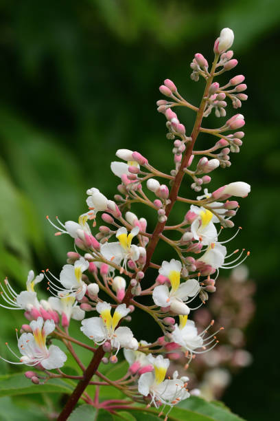 istock Horse chestnut bolssom 1164020365