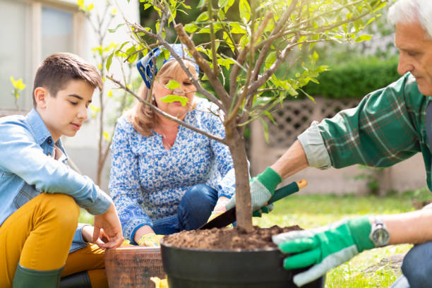 istock Men's hands transplanting plant a into a new pot 1164020717