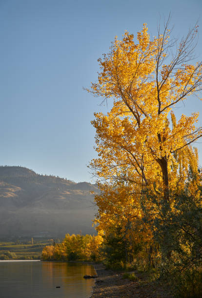 オソヨス湖岸秋の色 - lake osoyoos ストックフォトと画像