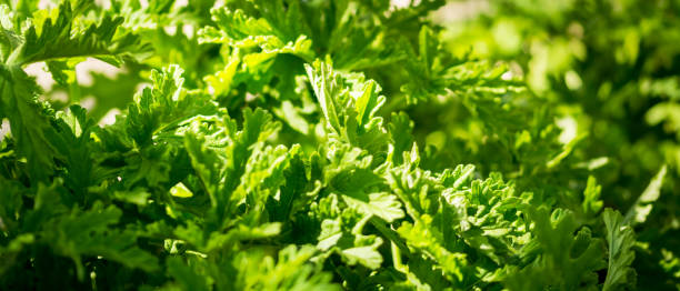 istock A background of green leaves 1164020837