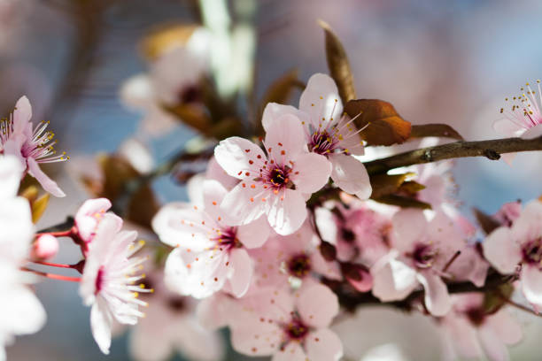 istock An Almond flower 1164021722