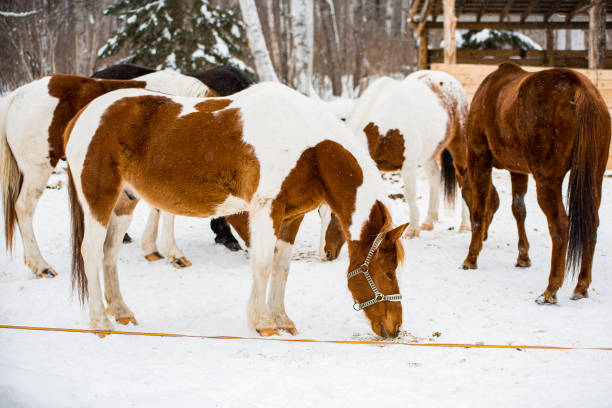 istock horse in the snow 1164022667
