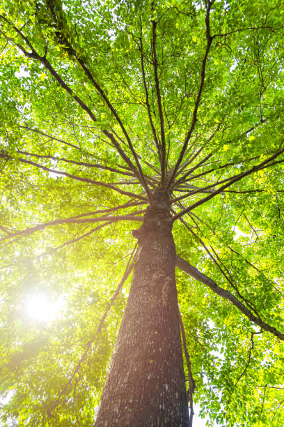 istock Green concept. Top tree with green Leaves shot from below and sun light. 1164022711