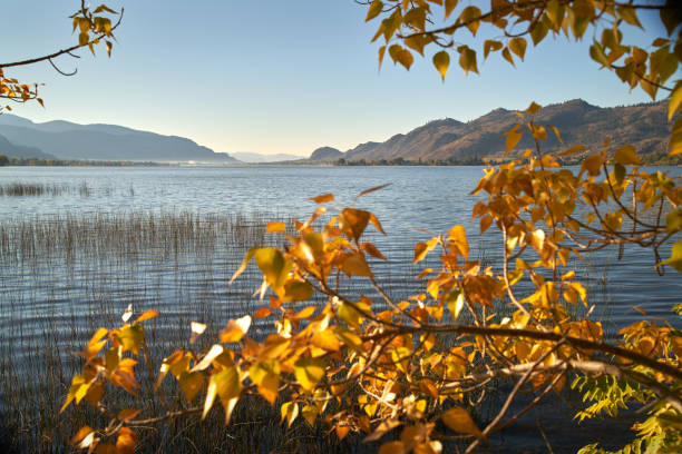 foglie autunnali del lago osoyoos - lake osoyoos foto e immagini stock