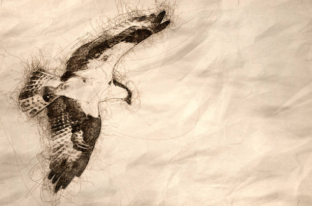 istock Sketch of Lone Osprey Hunting on the Wing 1164023778