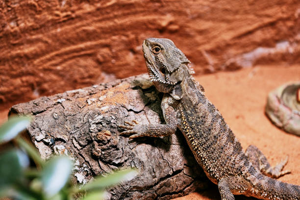 istock bearded dragon in its terrarium, color photo 1164023843