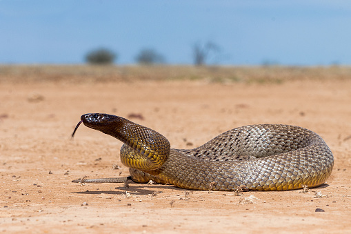Inland Taipan in strike position