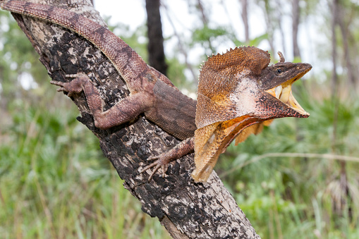 Frill-necked lizard of Northern Australia