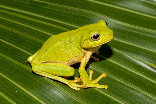 Green Tree Frog resting on leaf