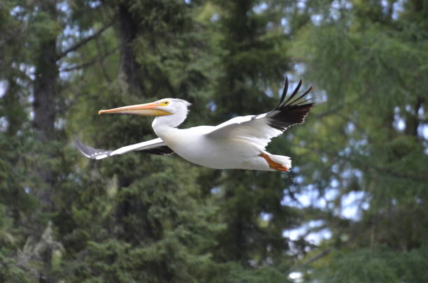 amerikanischer weißer pelikan im flug - prince albert national park stock-fotos und bilder