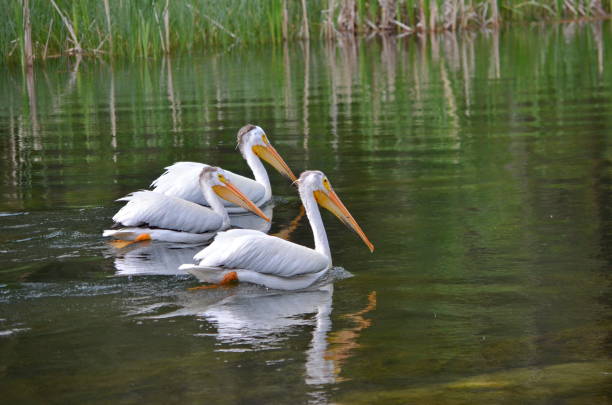 istock American white pelicans along a river 1164028093