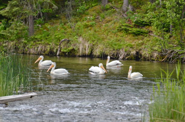 amerikanische weiße pelikane entlang eines flusses - prince albert national park stock-fotos und bilder