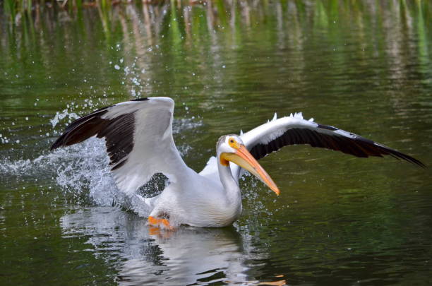 istock American white pelican take to flight 1164028136