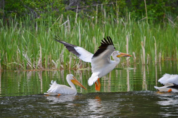 amerikanische weiße pelikan nehmen auf den flug - prince albert national park stock-fotos und bilder