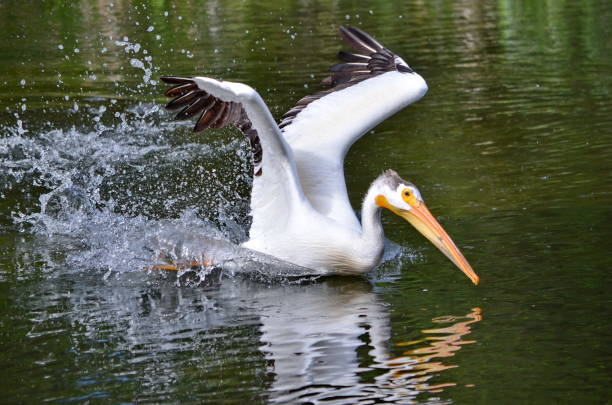 istock American white pelican take to flight 1164028198