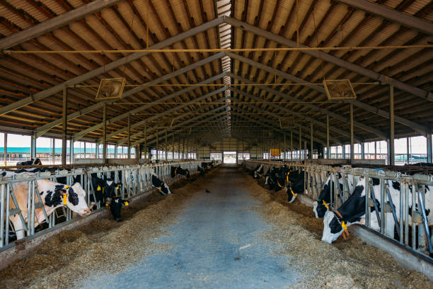istock Breeding of diary cows in free livestock stall 1164031807