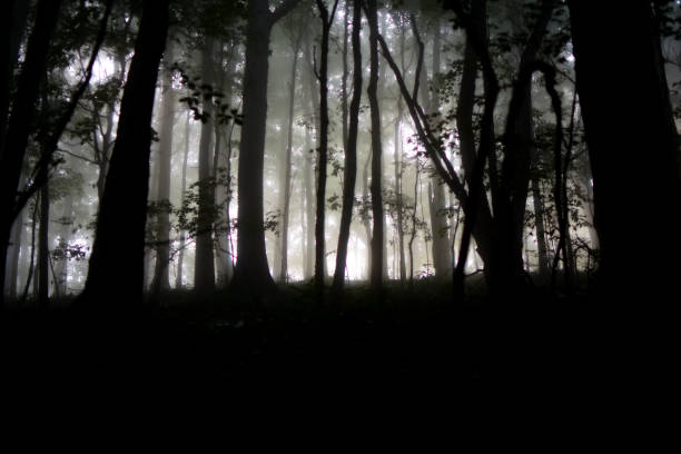 istock Sunrise through the fog in the forest 1164032465