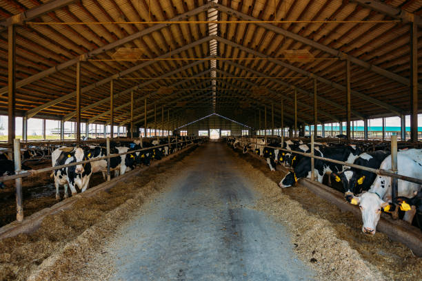 istock Breeding of diary cows in free livestock stall 1164032505
