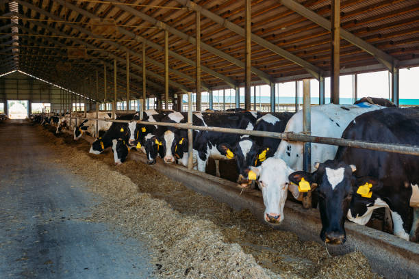 istock Breeding of diary cows in free livestock stall 1164032767