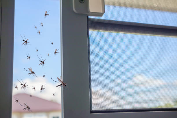 istock Many mosquitoes flying in to the house while insect net was opened 1164033524