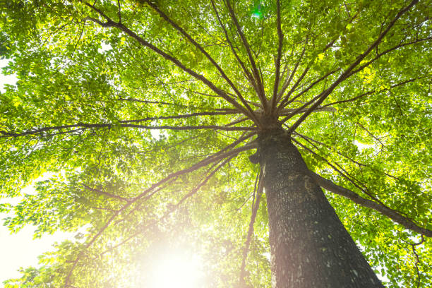 istock Green concept. Top tree with green Leaves shot from below and sun light. 1164033984